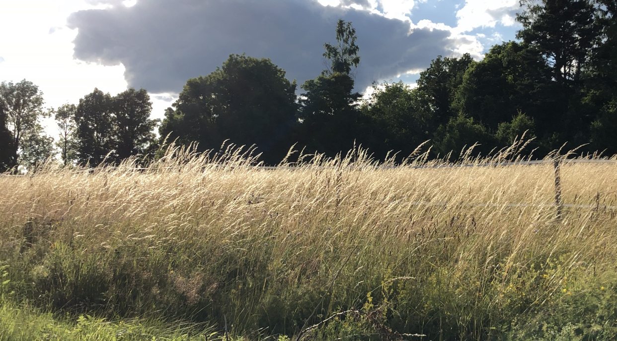 decorative header image